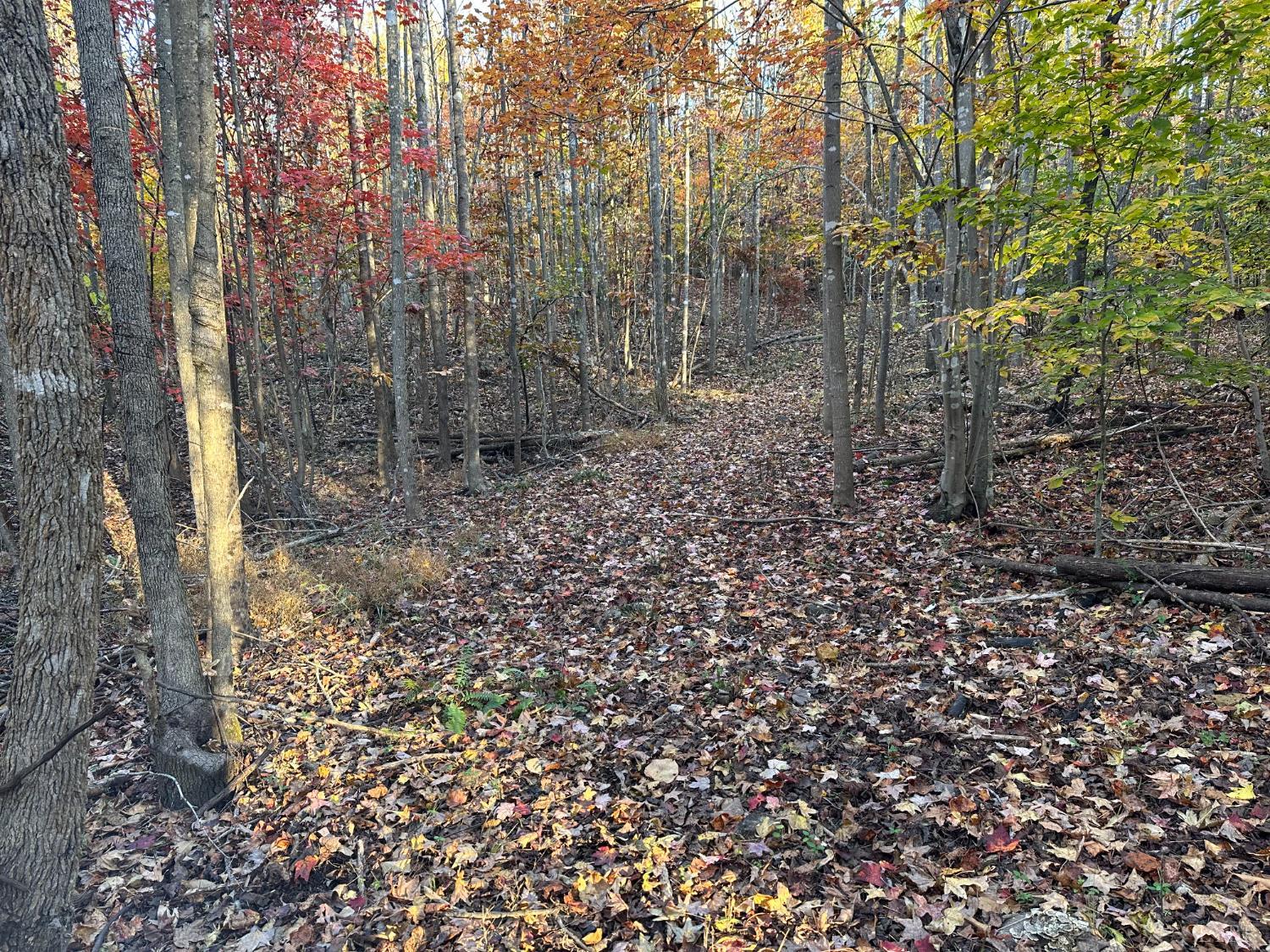 0 McIver Ferry Road Gladys, VA 24554 - Photo 24 of 70