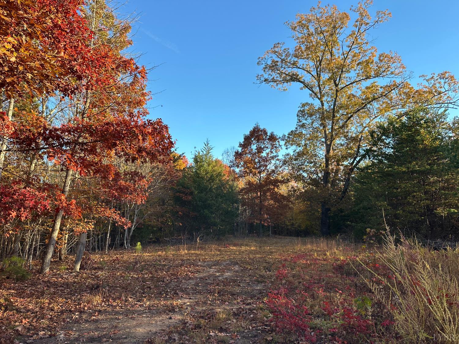 0 McIver Ferry Road Gladys, VA 24554 - Photo 25 of 70