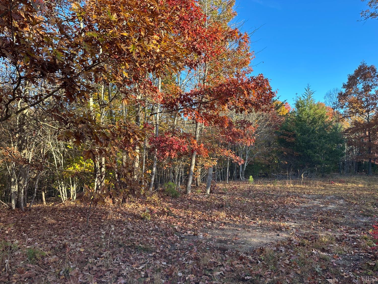 0 McIver Ferry Road Gladys, VA 24554 - Photo 26 of 70 a backyard of a house with lots of green space
