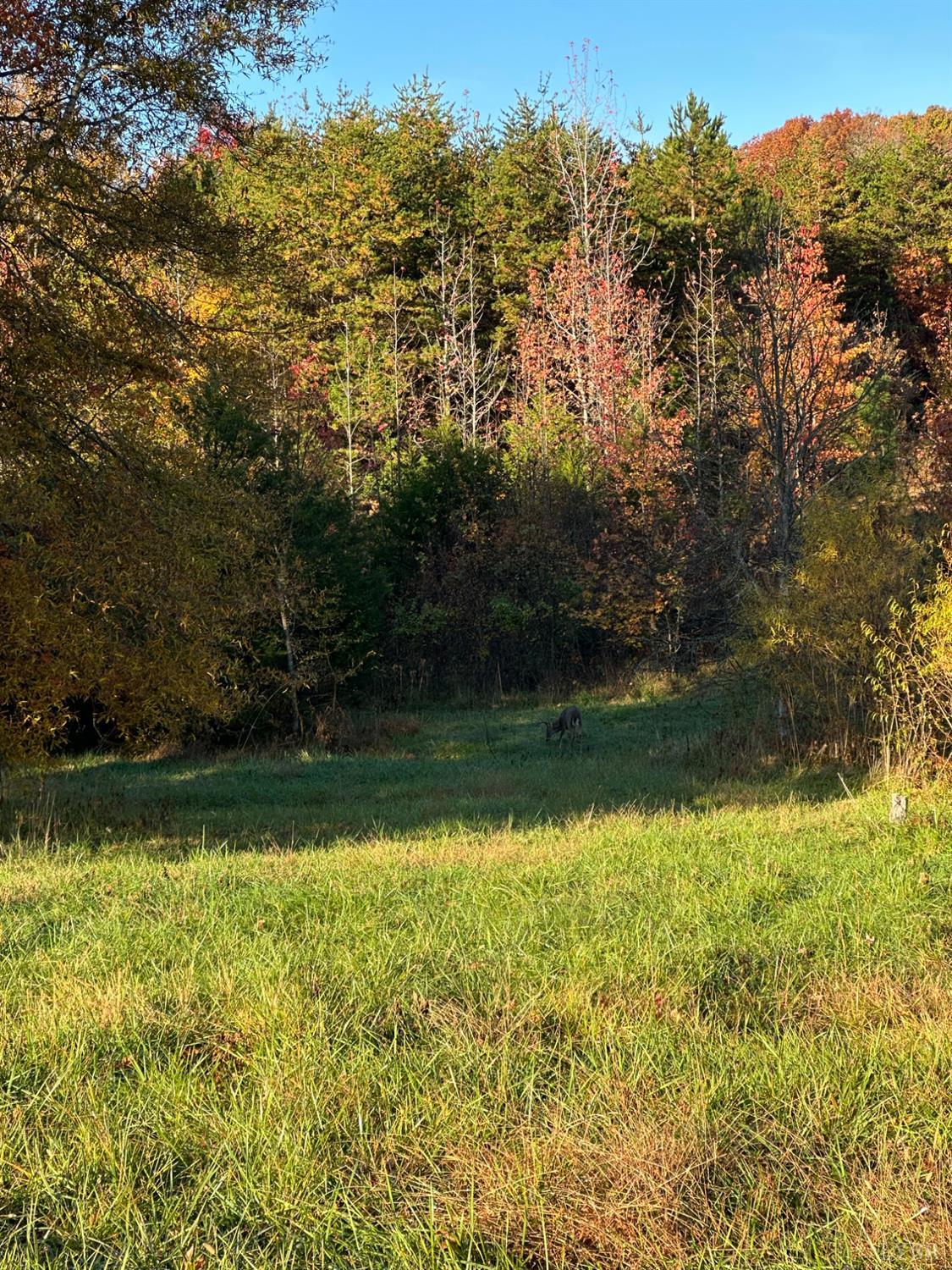 0 McIver Ferry Road Gladys, VA 24554 - Photo 27 of 70