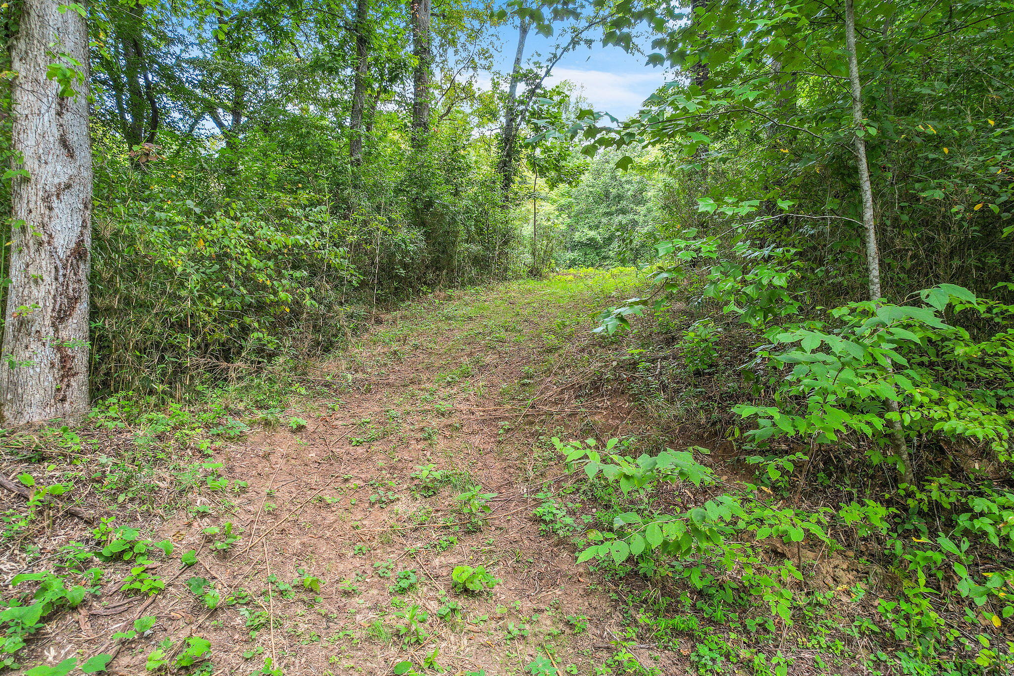 0 Bright Hope Road, Unit 7 Mosheim, TN 37818 - Photo 12 of 26 8-web-or-mls-Bright Hope 17