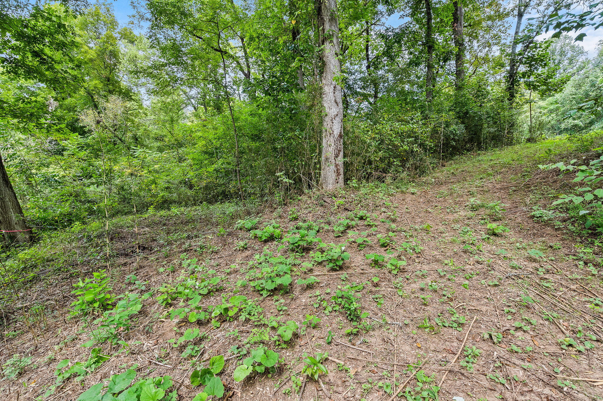 0 Bright Hope Road, Unit 7 Mosheim, TN 37818 - Photo 14 of 26 10-web-or-mls-Bright Hope 19