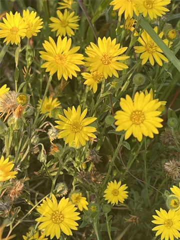 a view of a deck and yard with green space