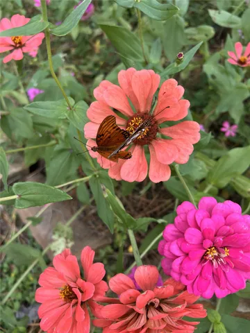 a view of a backyard with large trees