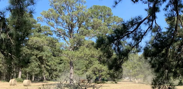 a view of a bunch of trees and buildings