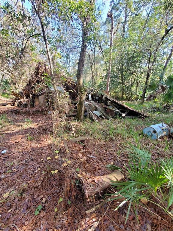 8738 Lindy Lane New Port Richey, FL 34655 - Photo 8 of 9 a view of a forest with lots of trees