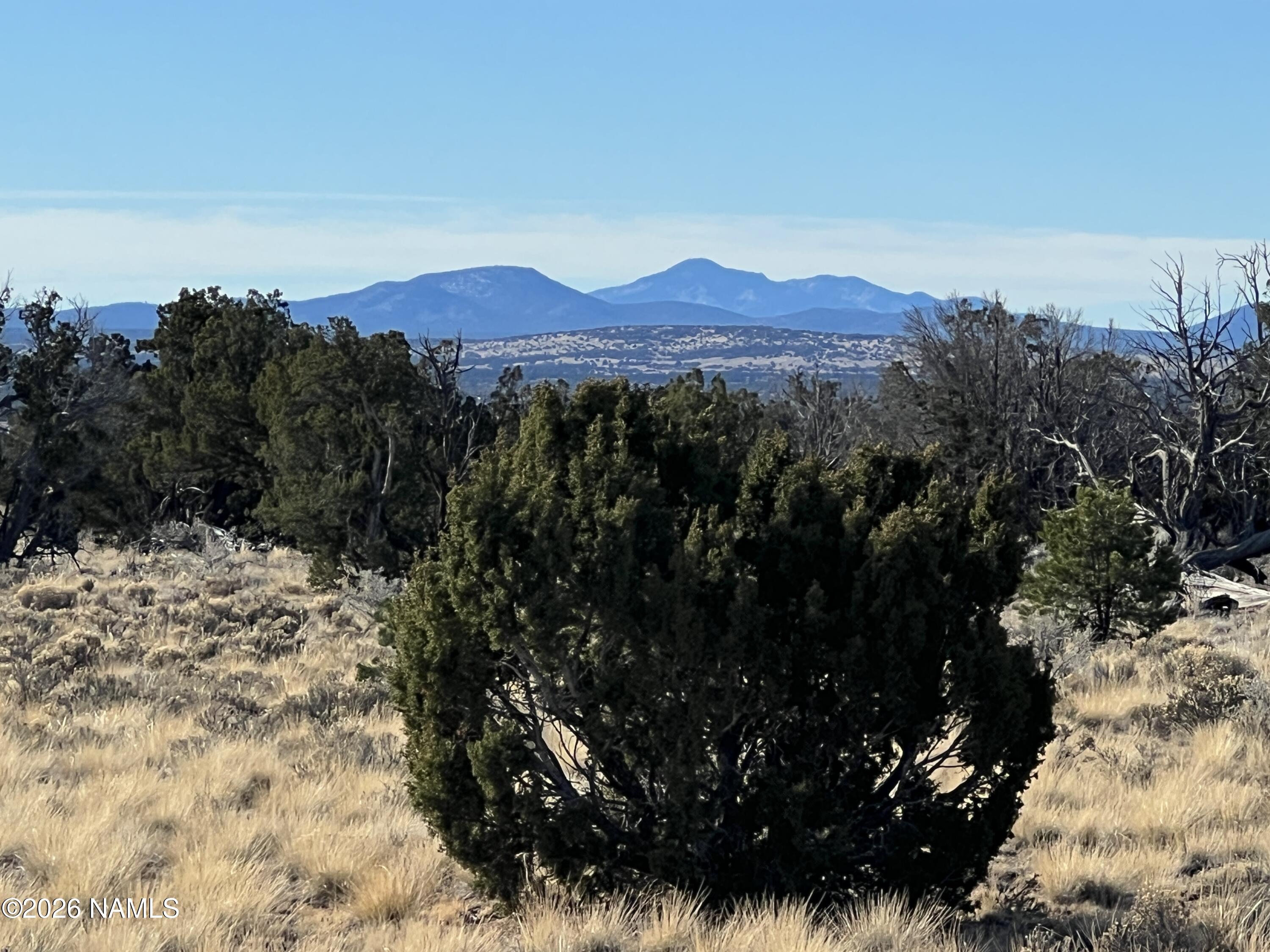 7211 East Roper Circle Williams, AZ 86046 - Photo 18 of 26 a view of a large tree with a mountain in the background