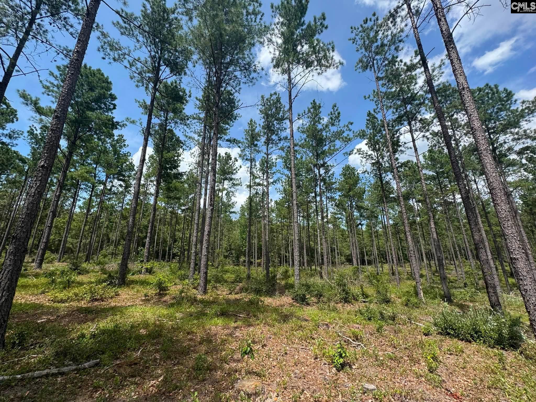 Beaver Creek Road Swansea, SC 29160 - Photo 27 of 29 Gallery Image 27