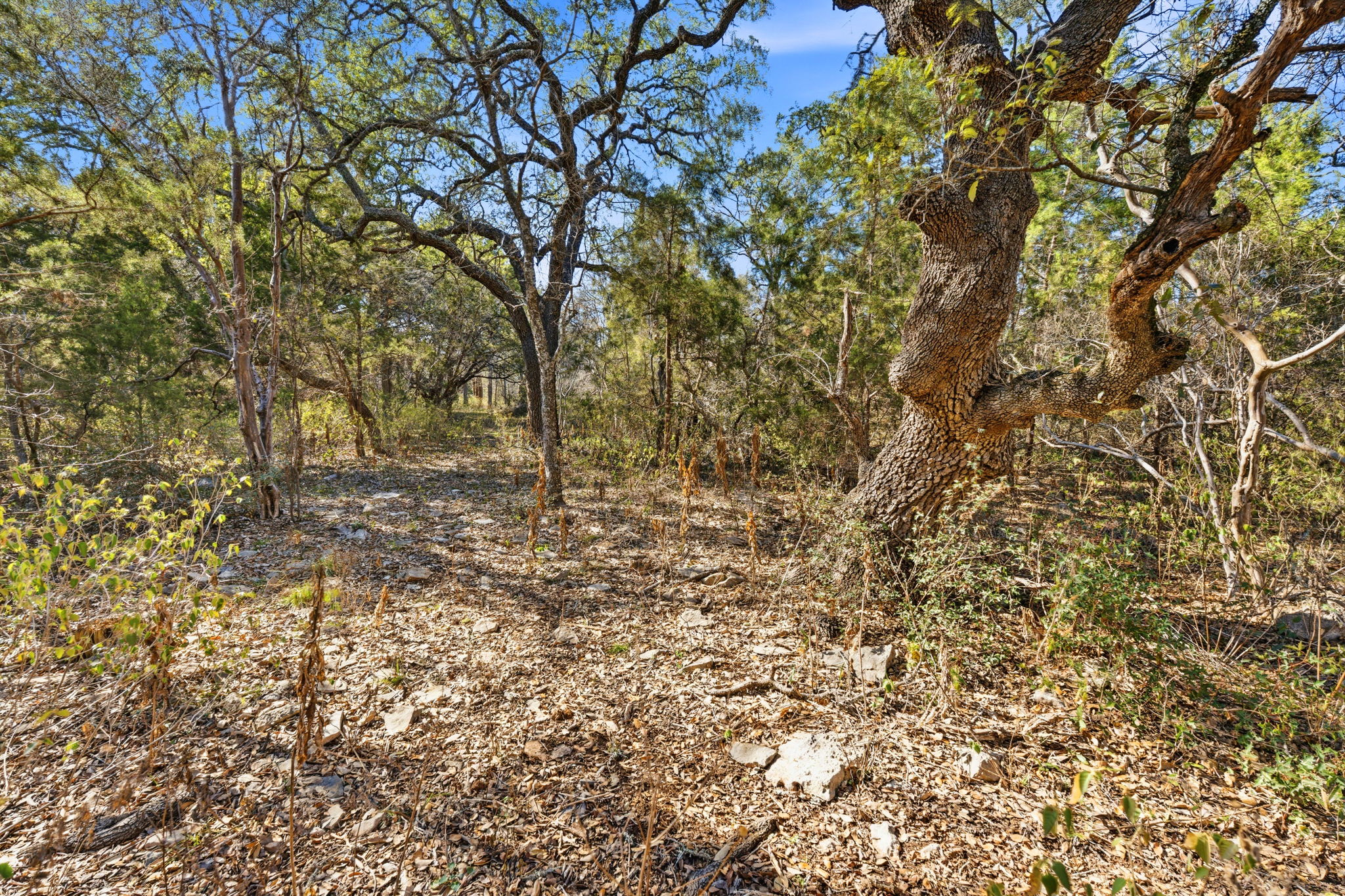 1081 Clark Cove Road Buda, TX 78610 - Photo 26 of 29 Beautiful, gnarly, old Live Oak trees