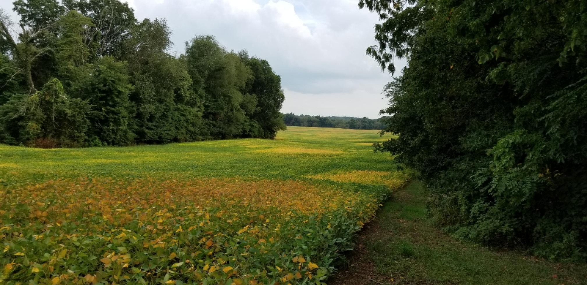 0 Mt Tabor Road Buchanan, MI 49107 - Photo 5 of 14 90 Acres (7)