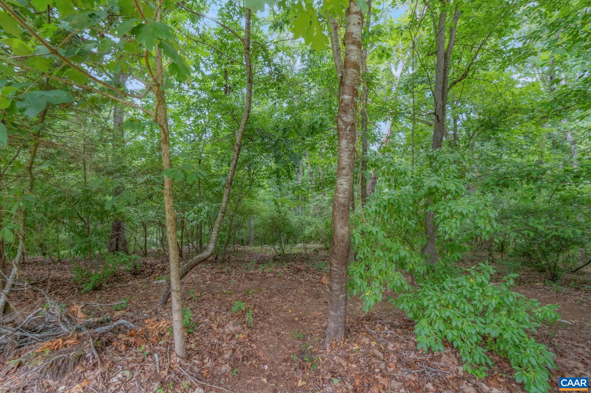 1900 Fray Road Advance Mills, VA 22968 - Photo 58 of 59 a view of a forest with trees in the background