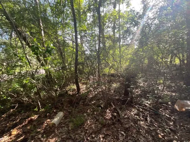 a view of a tree in a yard