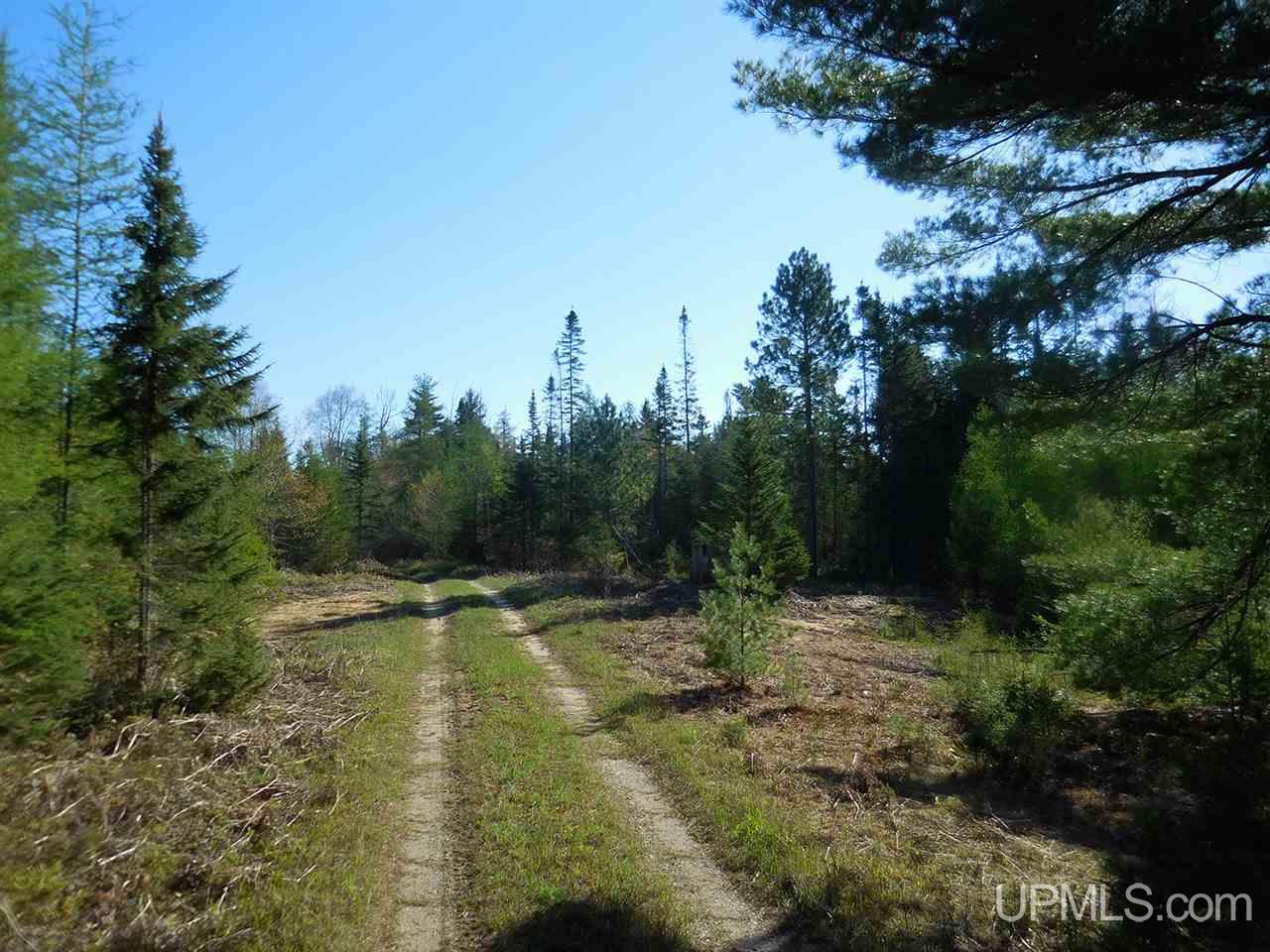 1480 Acres On Co Road Manistique, MI 49854 - Photo 4 of 49