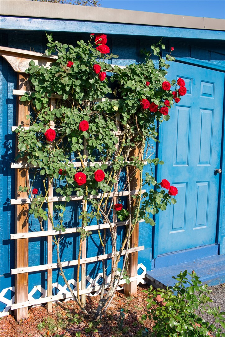 2110 Ware Street Blackshear, GA 31516 - Photo 8 of 57