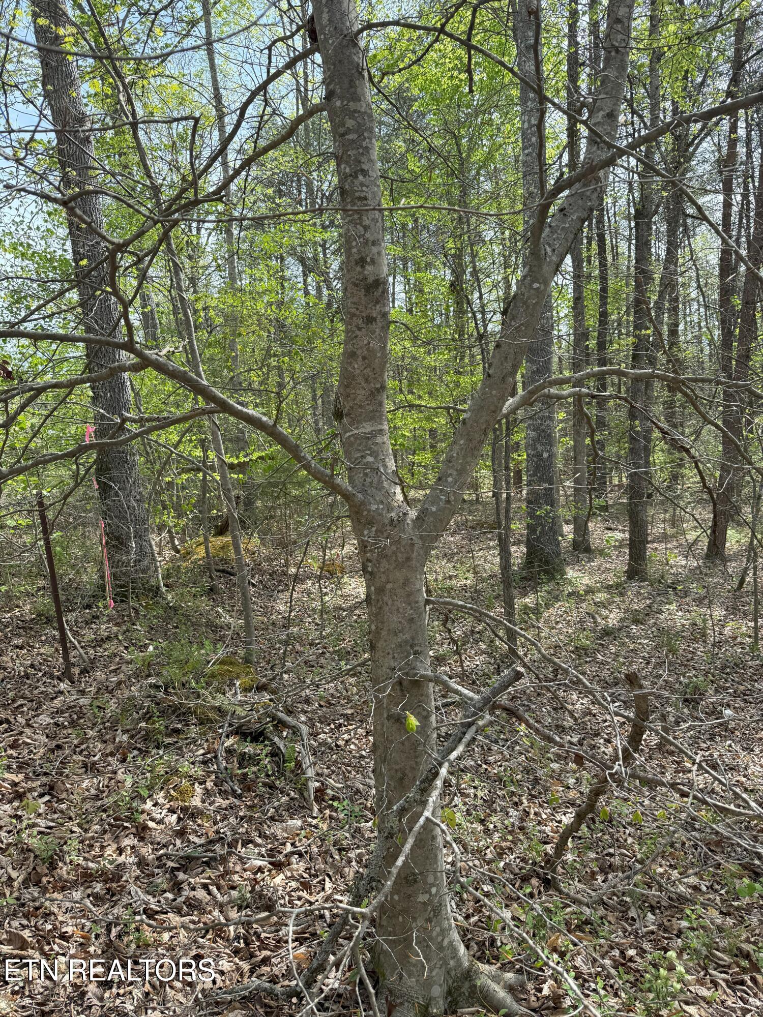 Citico Road Vonore, TN 37885 - Photo 12 of 14 IMG_6549