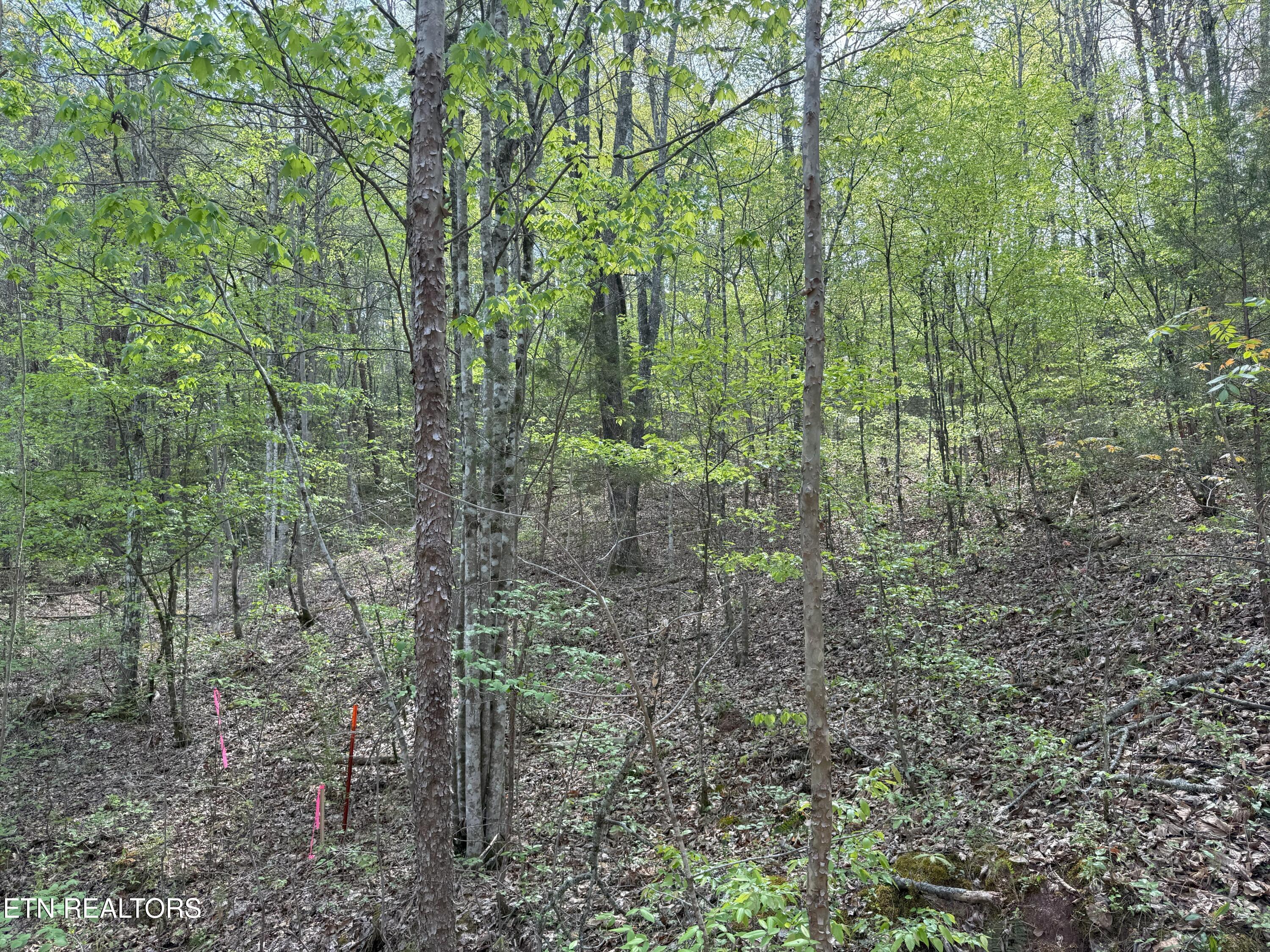 Citico Road Vonore, TN 37885 - Photo 2 of 14 IMG_6552