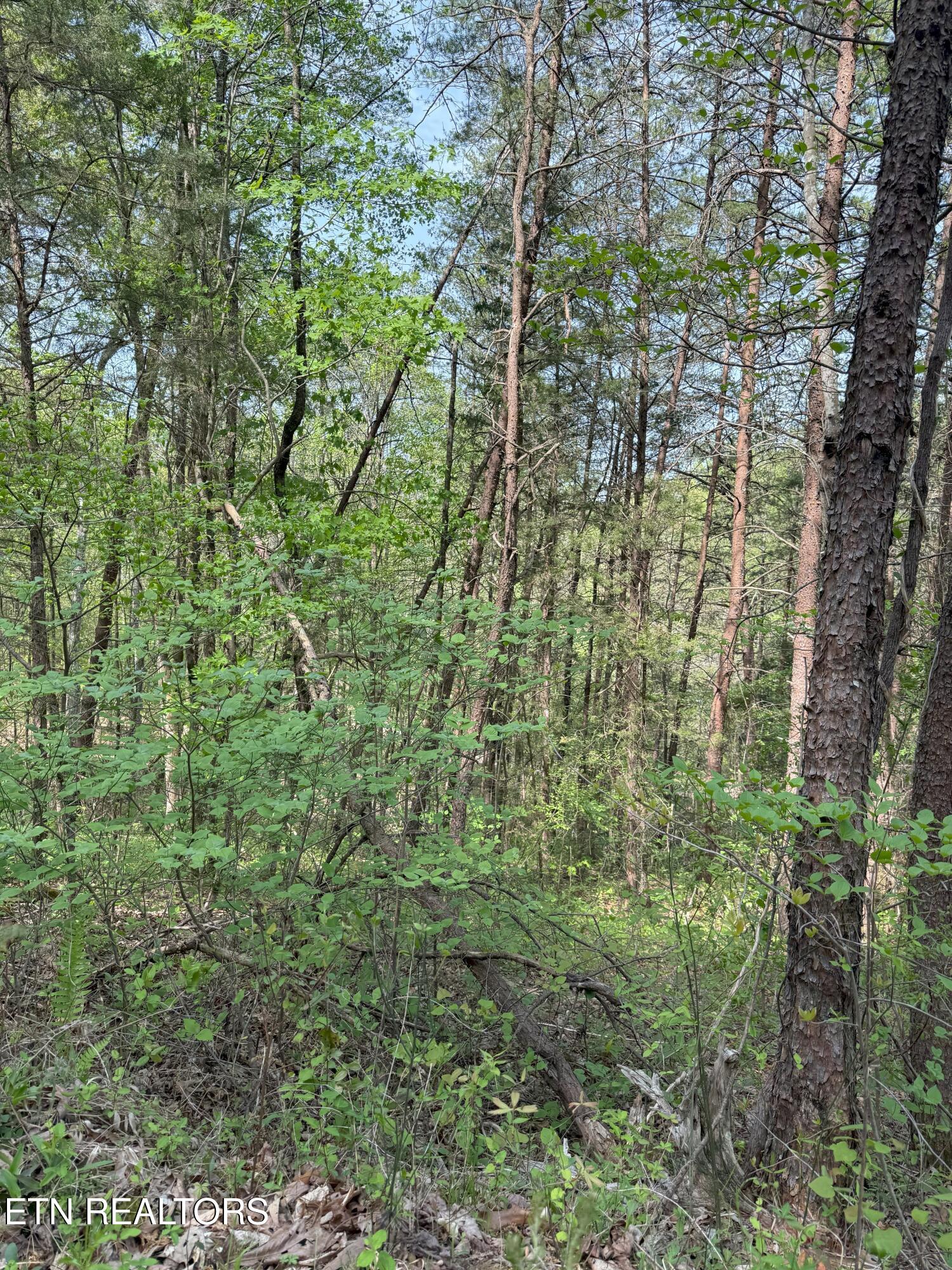 Citico Road Vonore, TN 37885 - Photo 6 of 14 IMG_6556