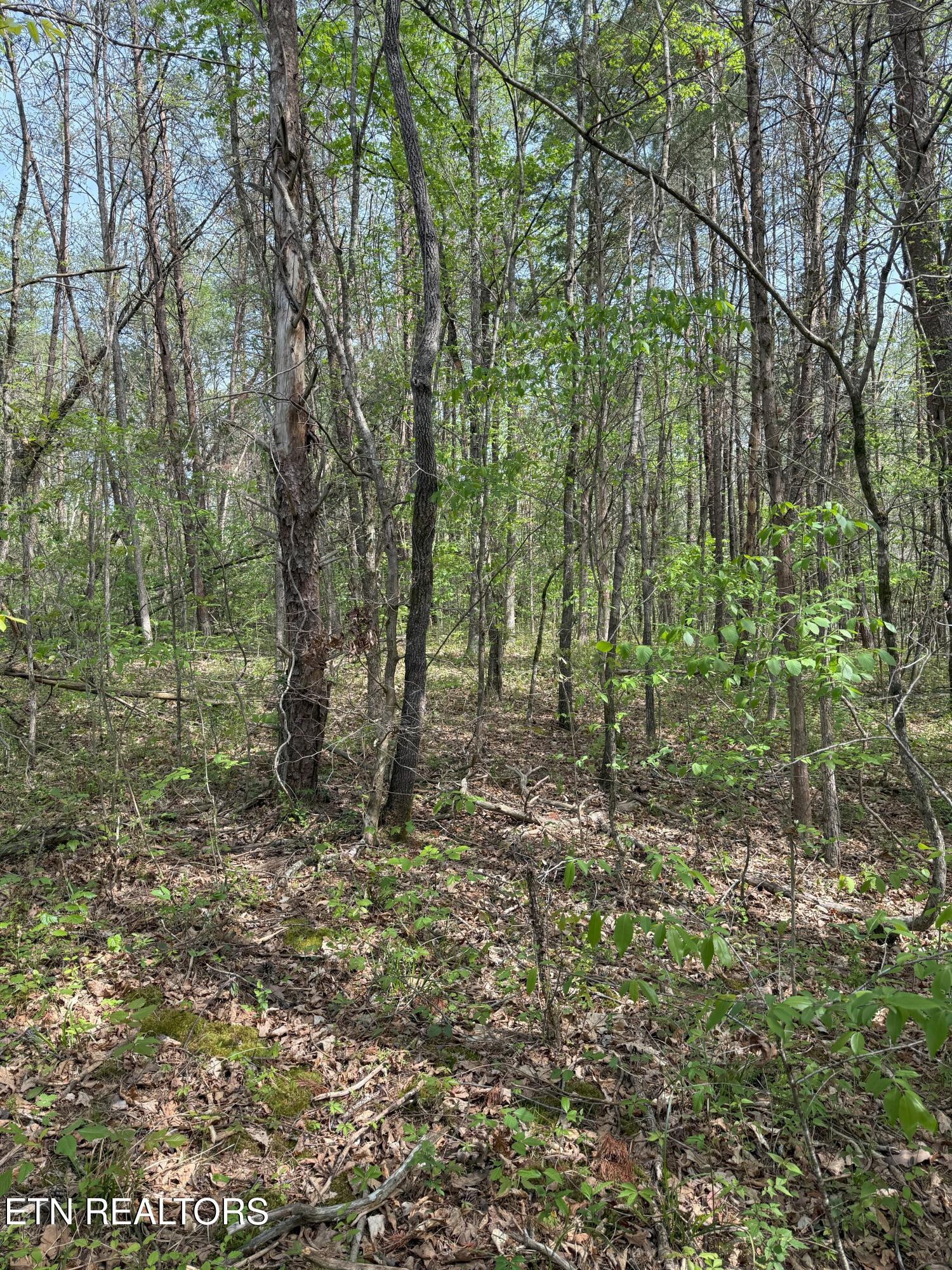 Citico Road Vonore, TN 37885 - Photo 9 of 14 IMG_6546