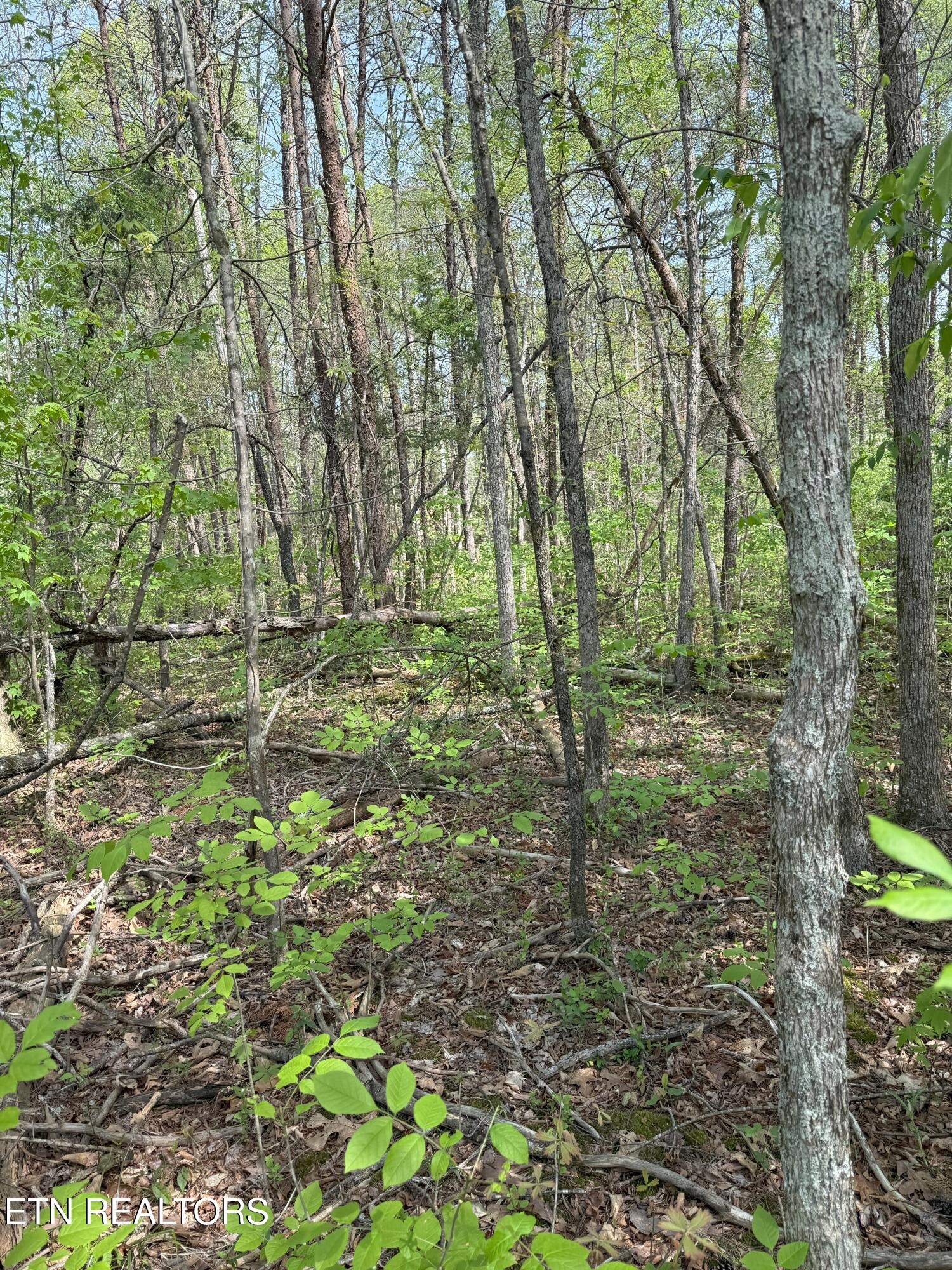 Citico Road Vonore, TN 37885 - Photo 10 of 14 IMG_6547