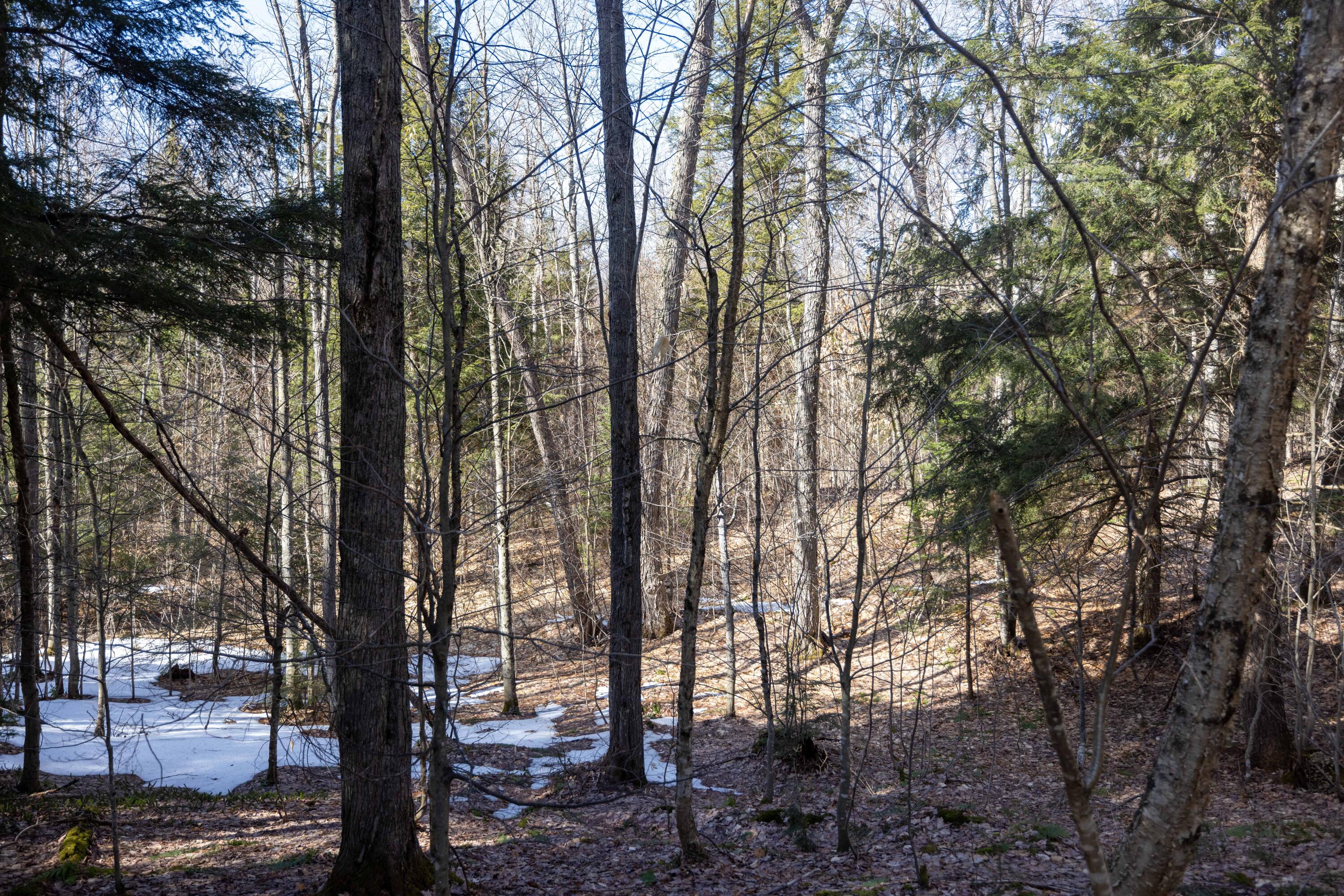 0 Old Grade Road Newberry, MI 49868 - Photo 27 of 31 Gallery Image 27