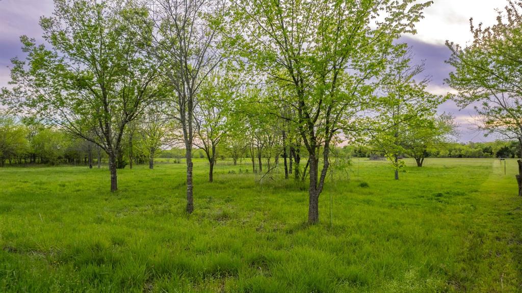 4804 County Road 4506 Commerce, TX 75428 - Photo 2 of 11 a view of a park with a tree