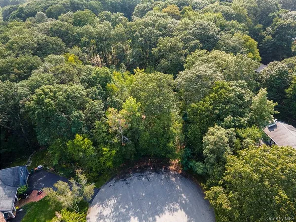 a view of a forest with a tree