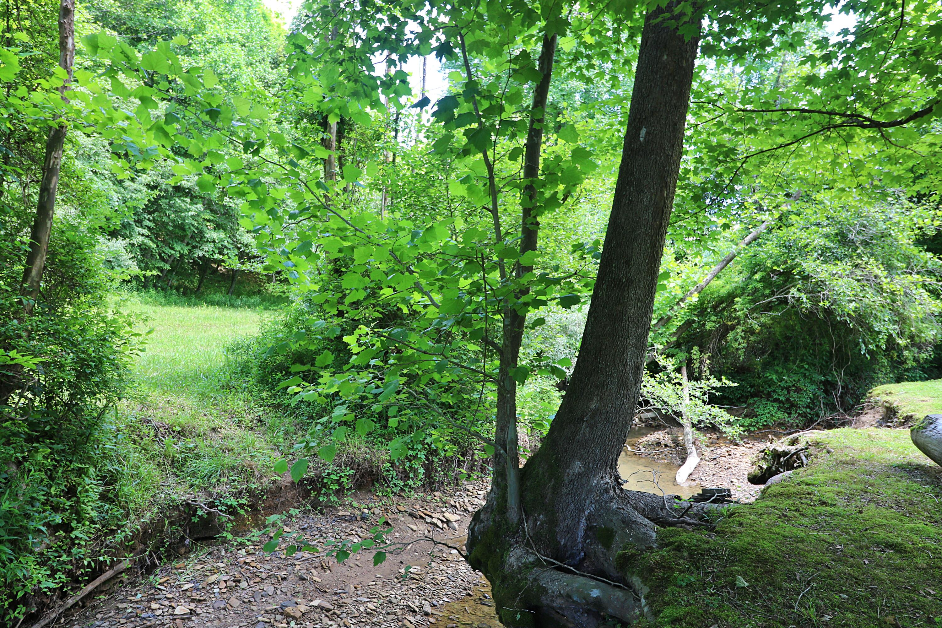 525 Bird Holler Road Oneida, TN 37841 - Photo 35 of 40 094A4493