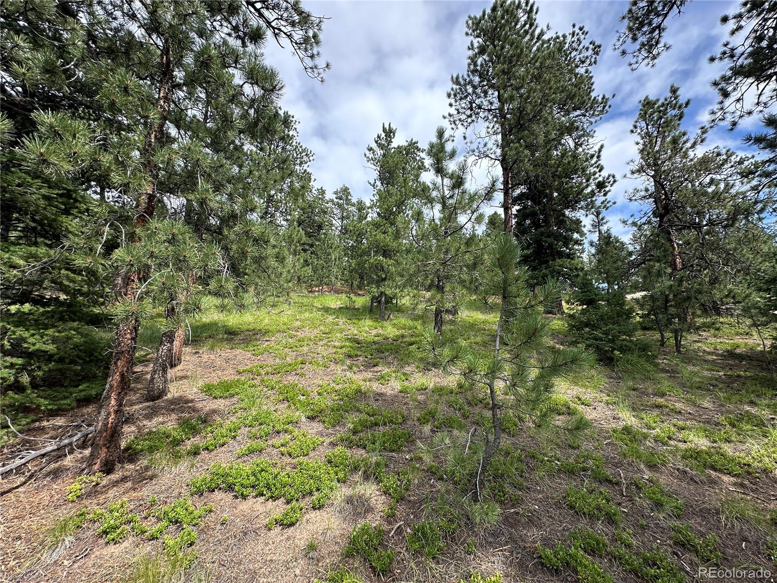 116 Happy Valley Road Manitou Springs, CO 80829 - Photo 1 of 25 a view of a yard with plants and large trees