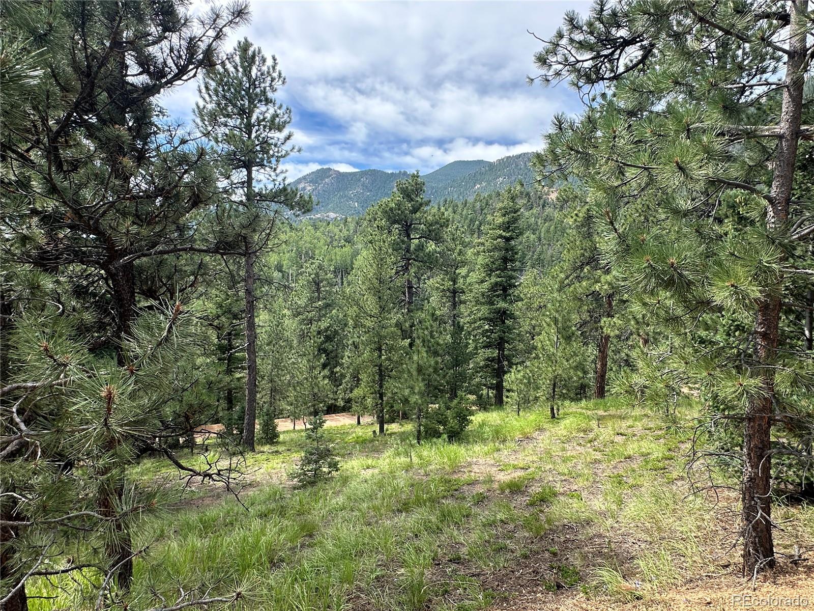 116 Happy Valley Road Manitou Springs, CO 80829 - Photo 13 of 25 a view of a yard with plants and large trees