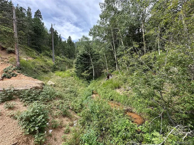a view of a lush green forest