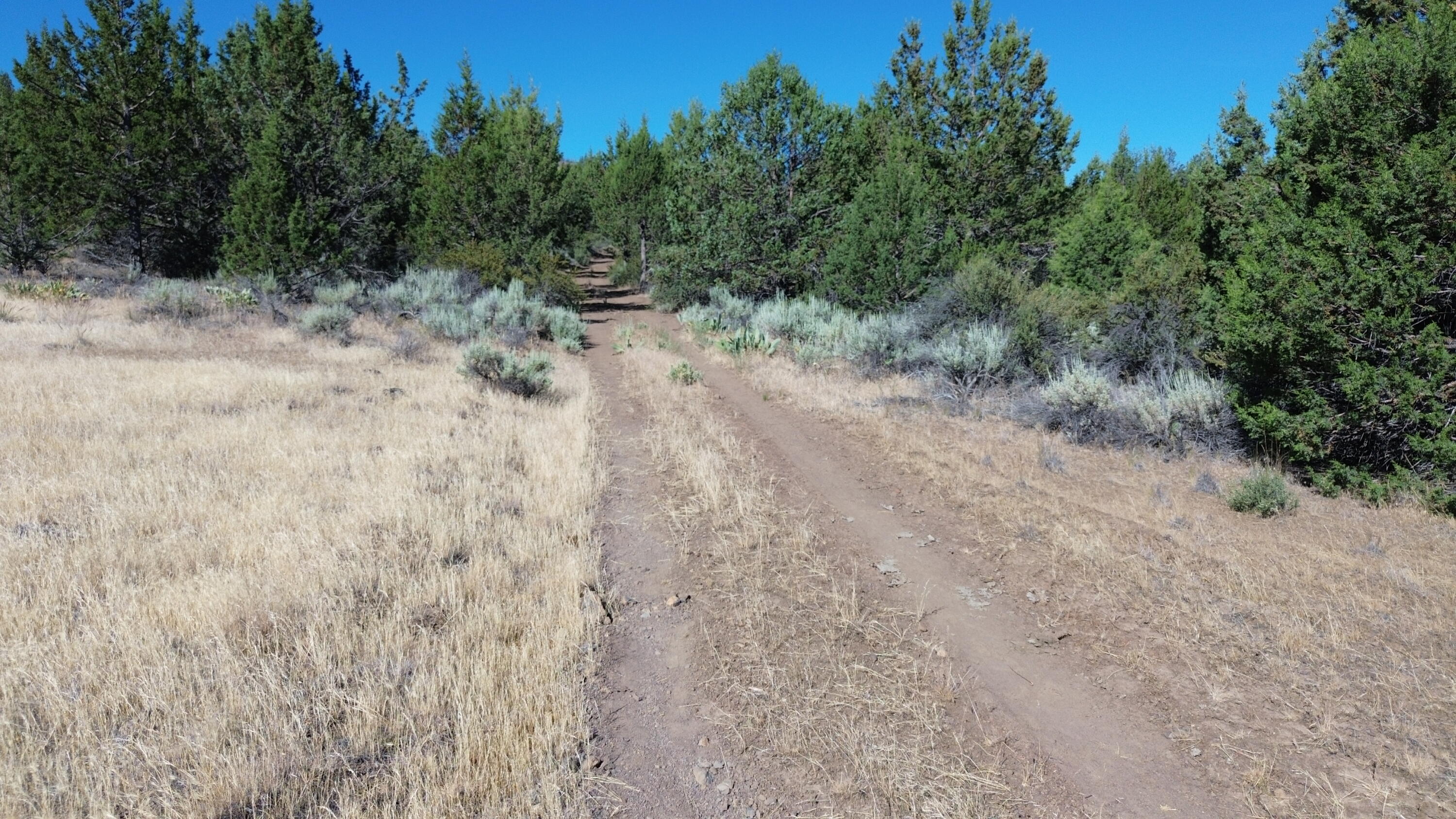 Lot 28 Butte Road Adin, CA 96006 - Photo 6 of 19 a view of a dry yard with trees in the background