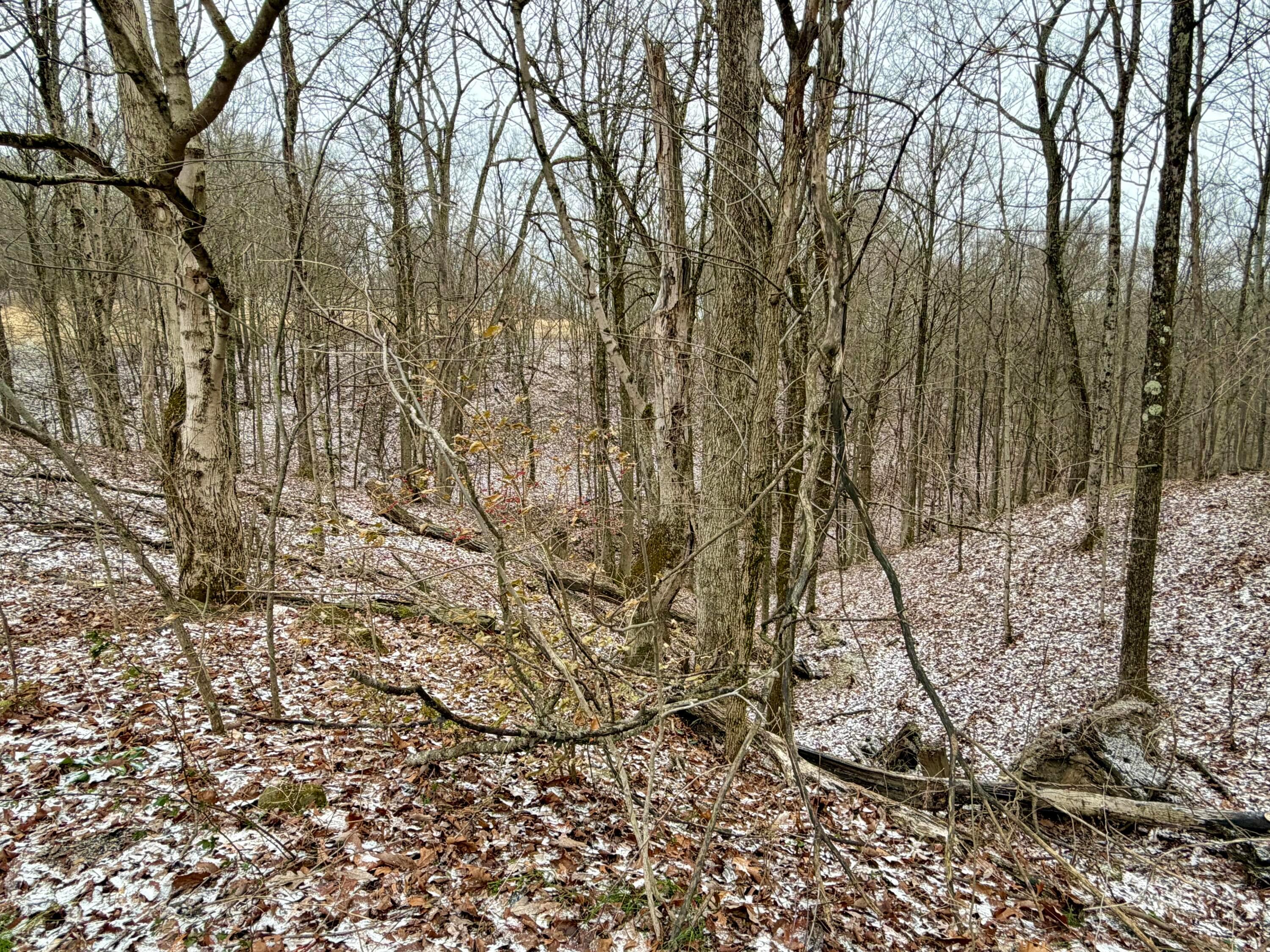 0 Sealover Hollow Road Philo, OH 43771 - Photo 17 of 26 IMG_1987