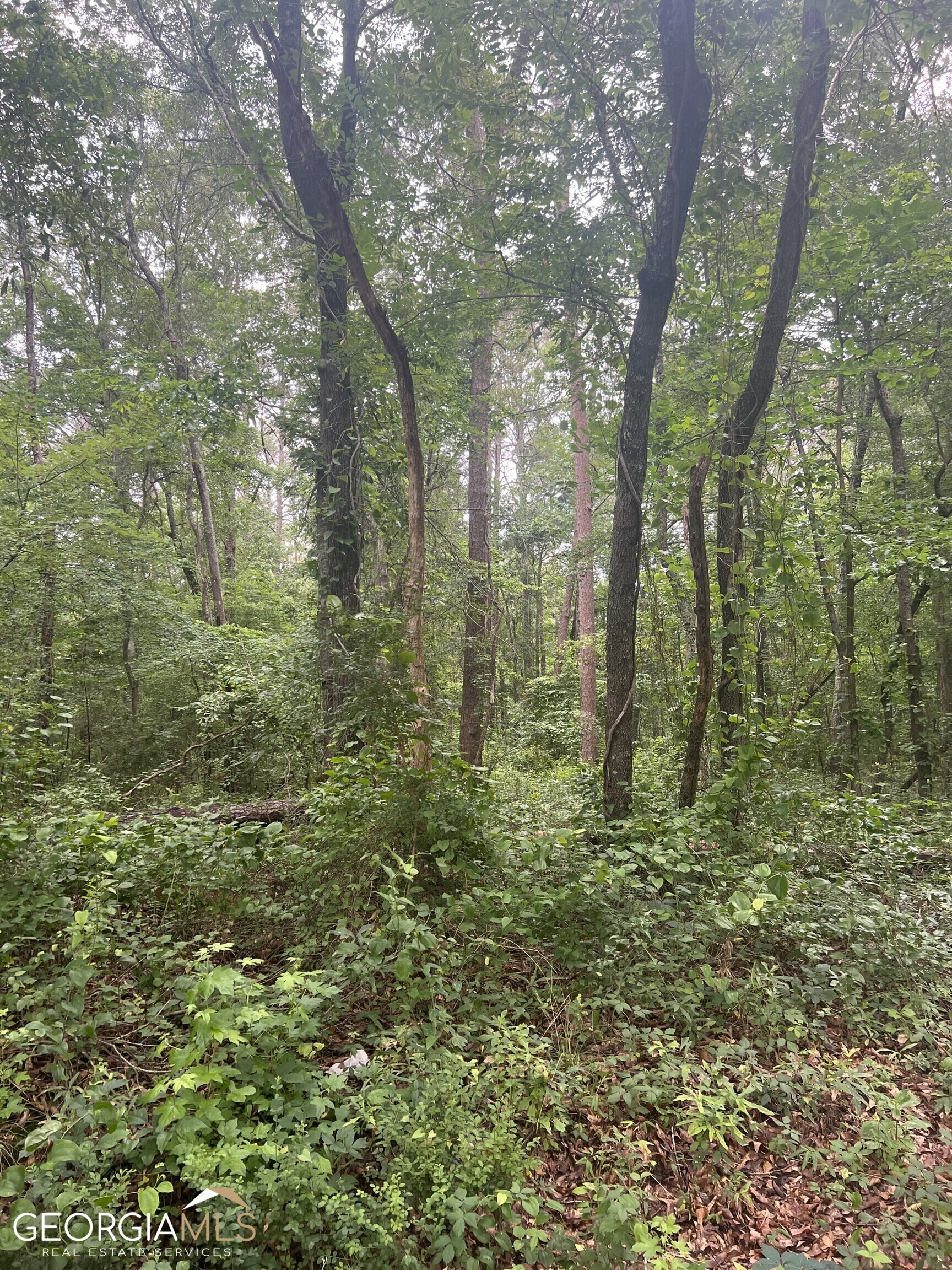 0 Dry Pond Road Monroe, GA 30656 - Photo 1 of 1 a view of a forest with trees