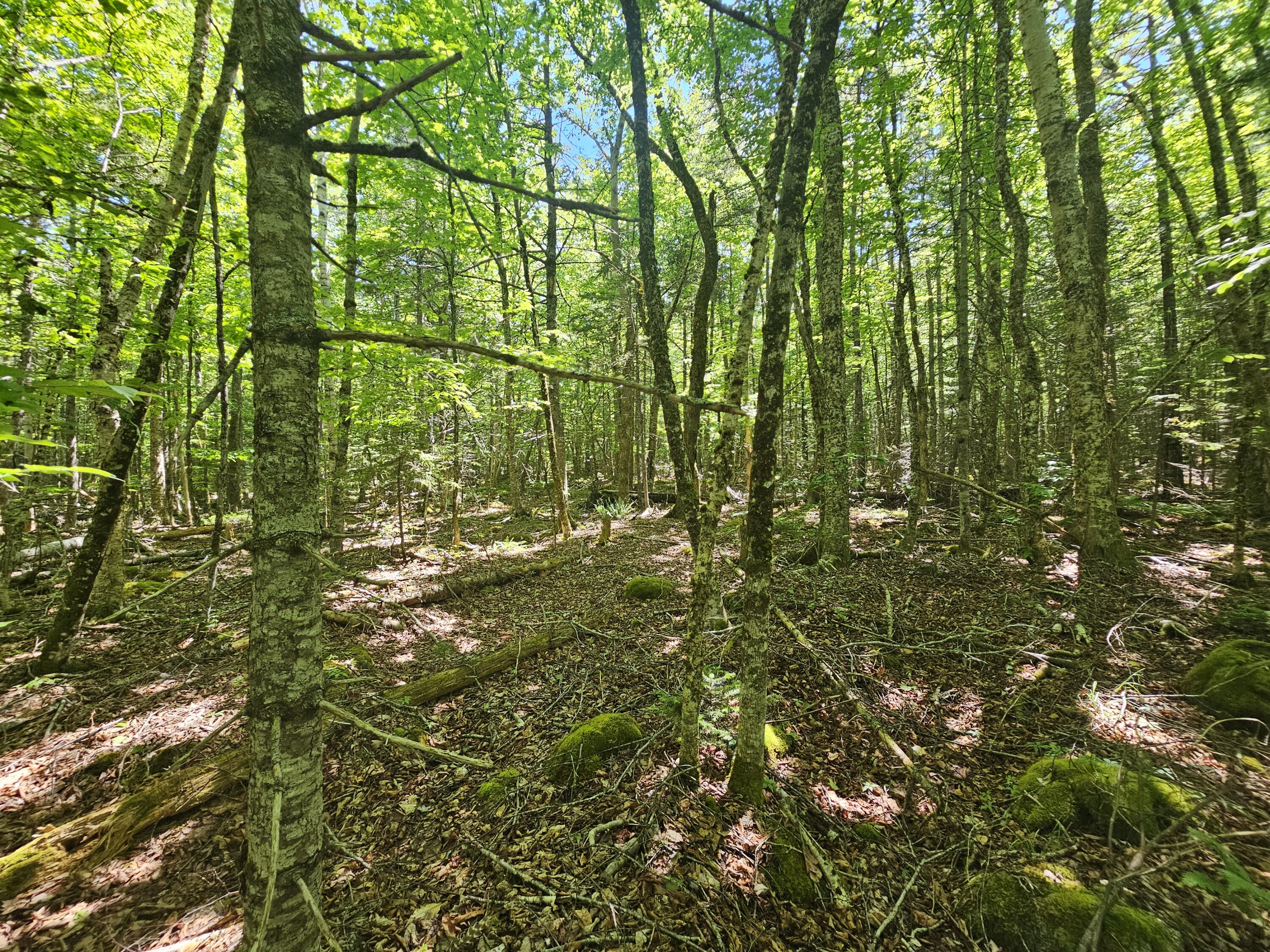 Lot 4 Martins Ridge Road Franklin, ME 04634 - Photo 13 of 16 20260611_134803