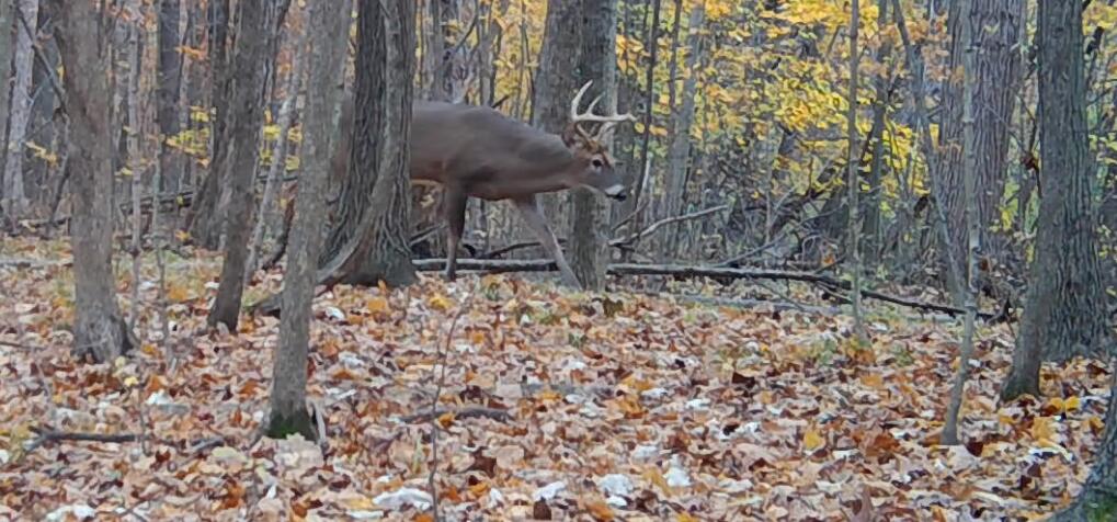 South Pittsford Road Pittsford, MI 49271 - Photo 1 of 25 Pittrd2