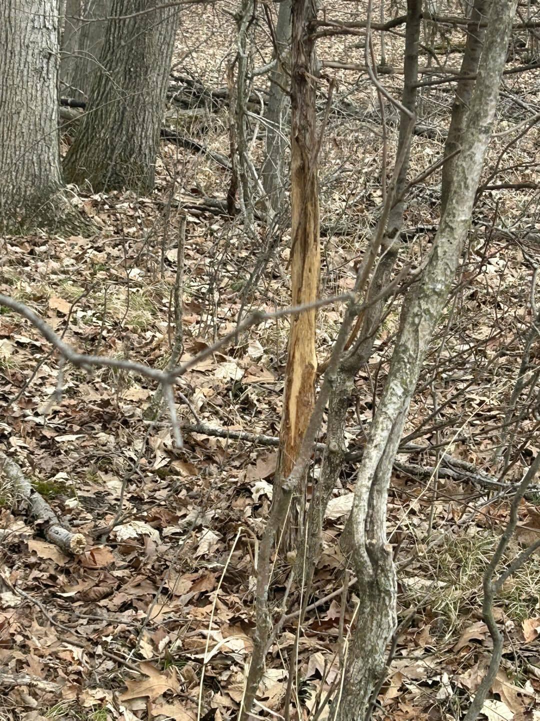 South Pittsford Road Pittsford, MI 49271 - Photo 9 of 25 Pitt11