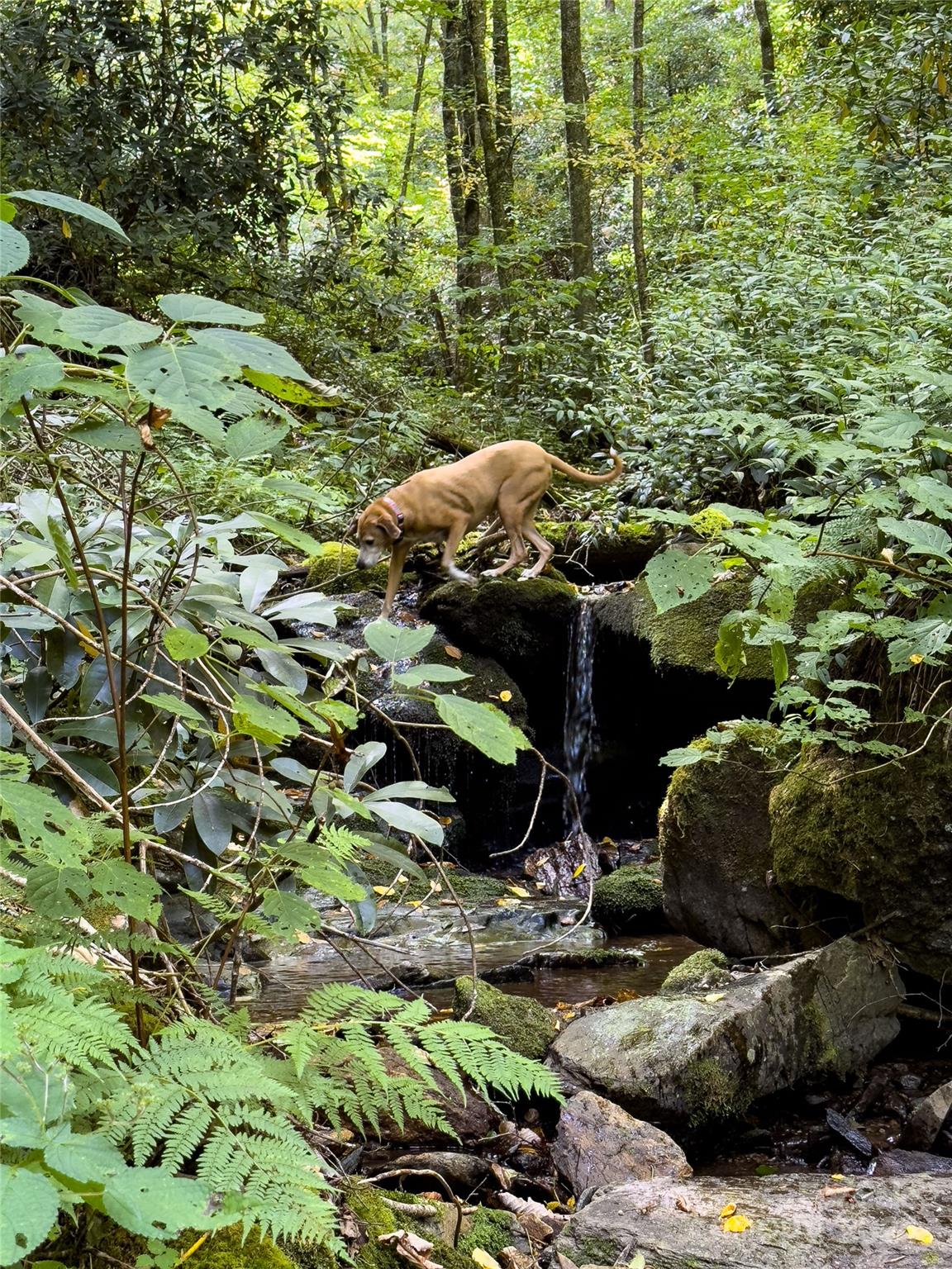 Lot 59 Black Rock Road, Unit 59 Cherokee, NC 28719 - Photo 31 of 32