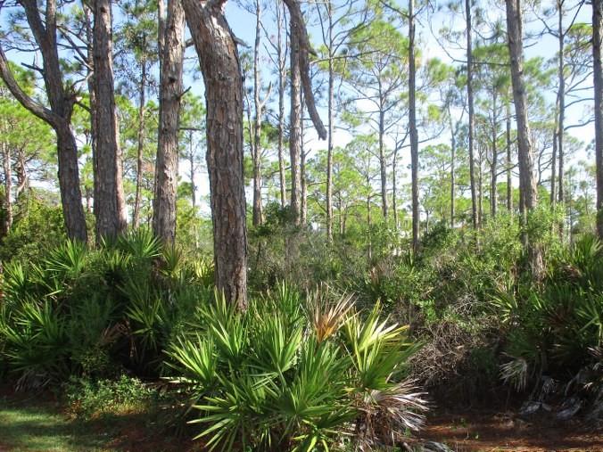 1660 Hawthorne Lane St. George Island, FL 32328 - Photo 1 of 6