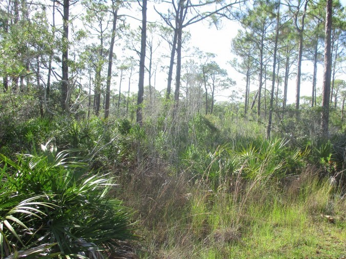 1660 Hawthorne Lane St. George Island, FL 32328 - Photo 5 of 6