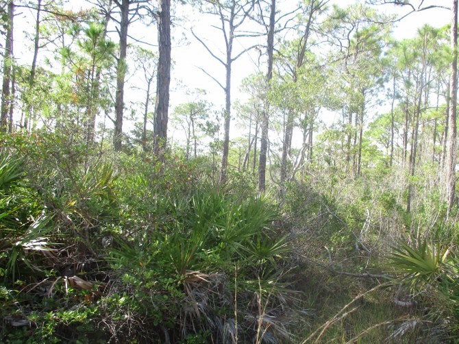 1660 Hawthorne Lane St. George Island, FL 32328 - Photo 6 of 6
