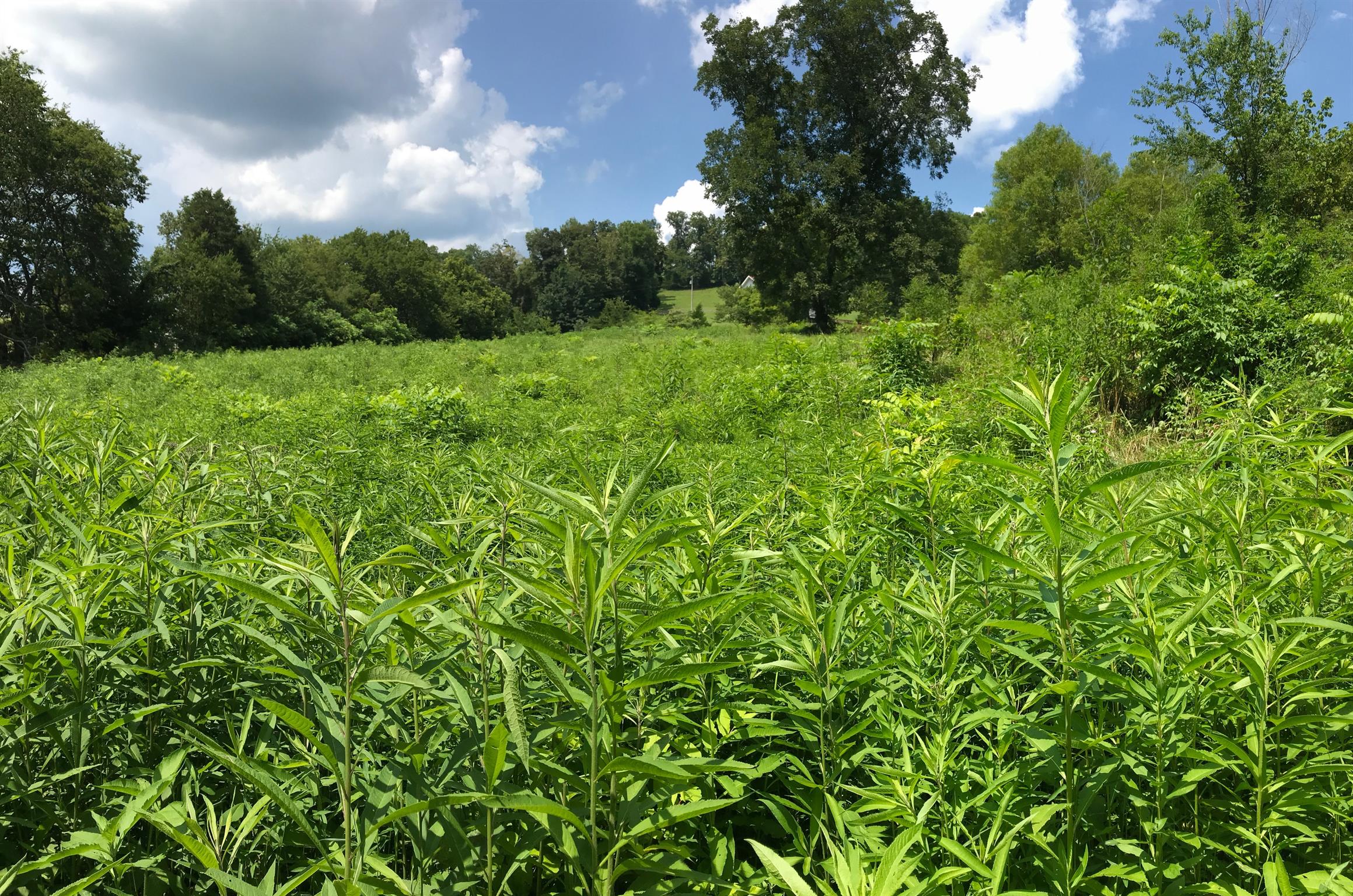 4776 Dry Fork Road Hampshire, TN 38461 - Photo 22 of 23 Over 6 acres!