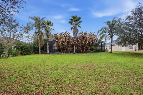 a view of a field with a tree
