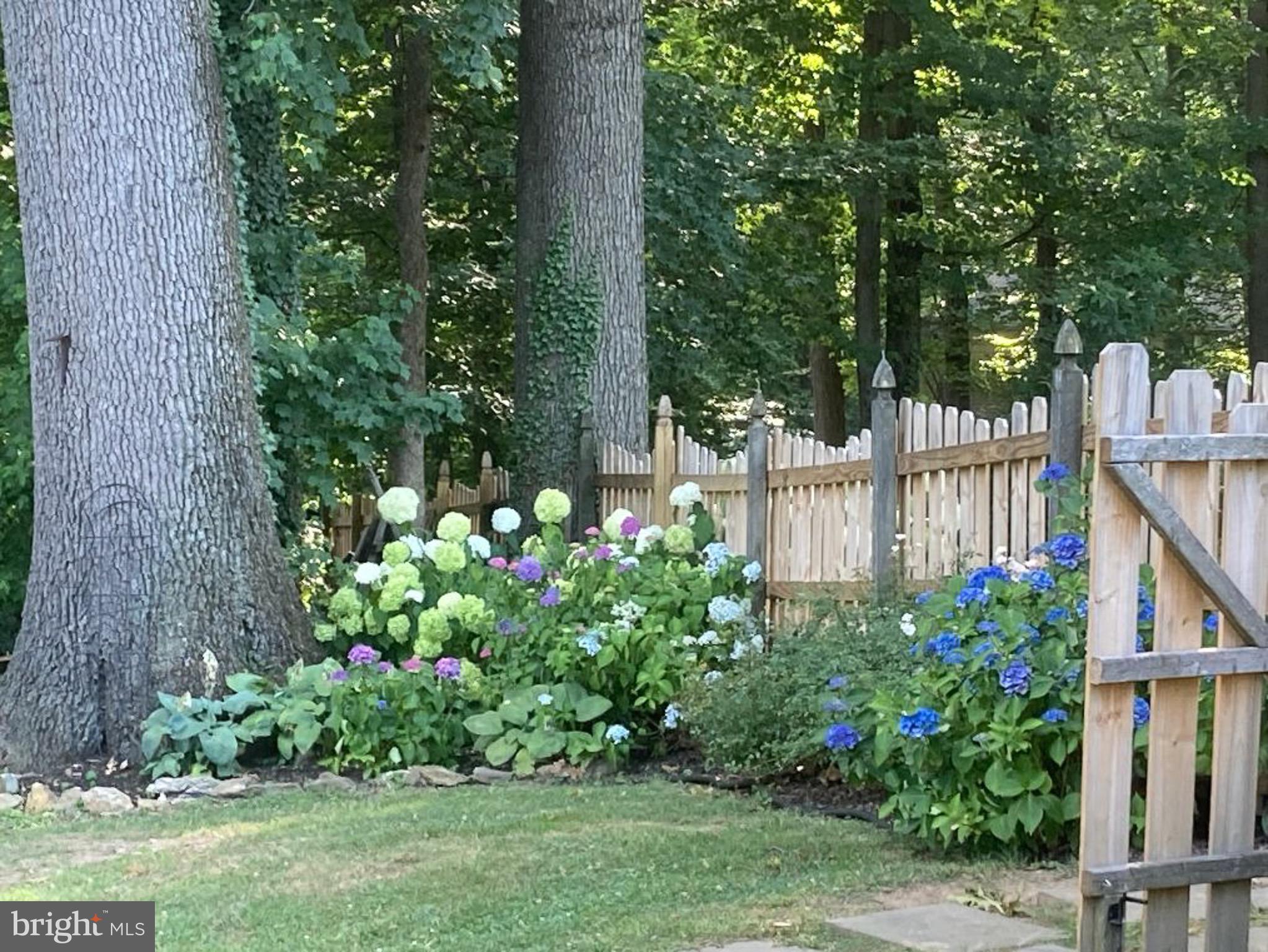 21 Weirwood Lane Wayne, PA 19087 - Photo 51 of 52 Hydrangeas in bloom