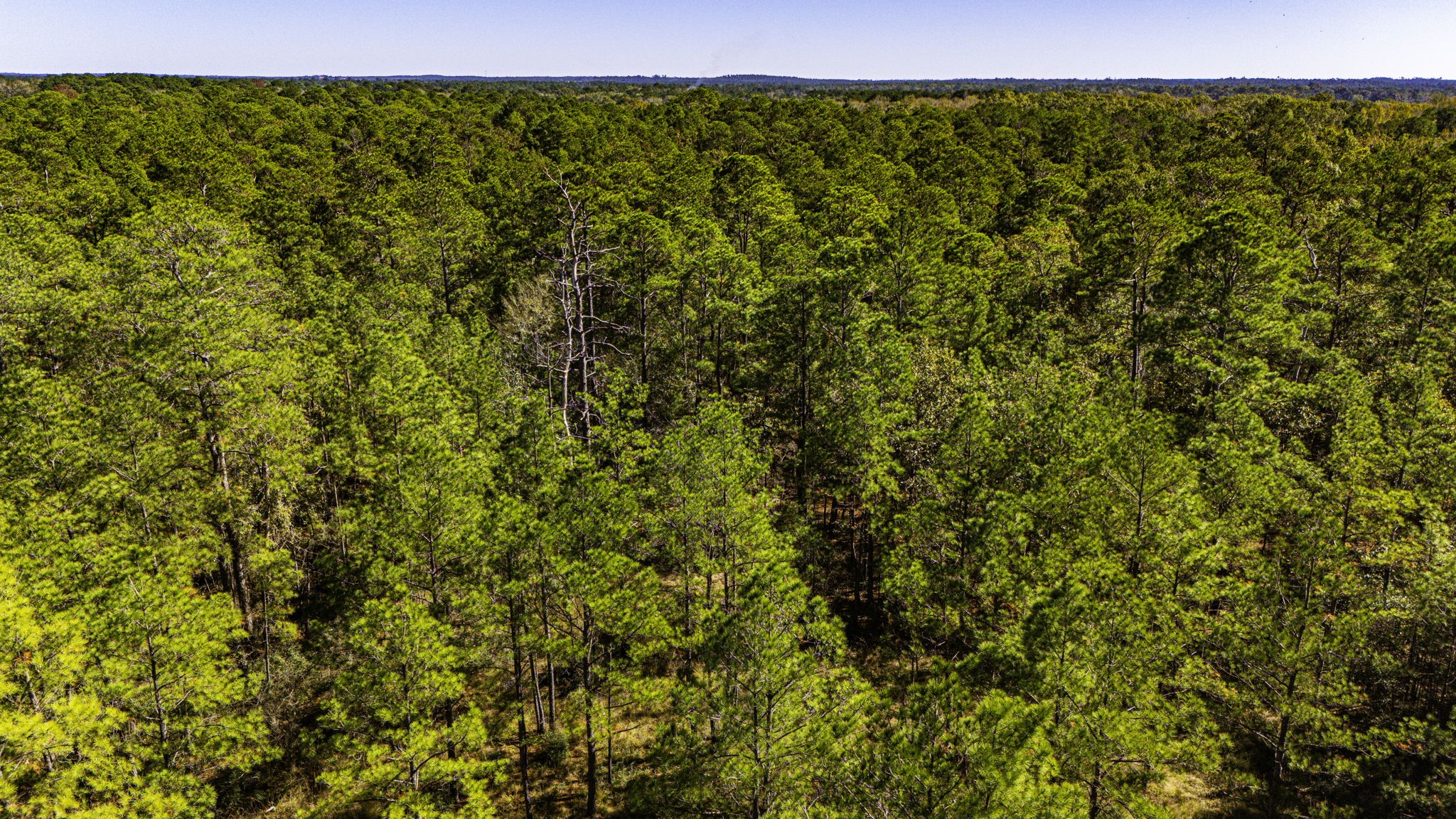 35 Magnolia Ranch Road Onalaska, TX 77360 - Photo 8 of 12