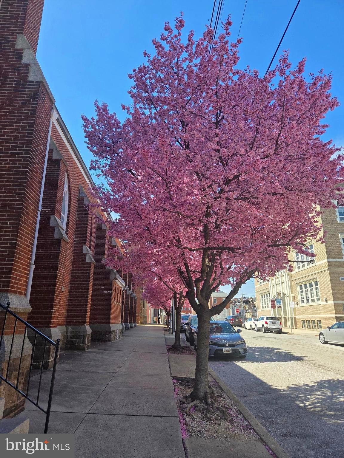 1261 Riverside Avenue Baltimore, MD 21230 - Photo 57 of 60 a tree in the middle of a yard