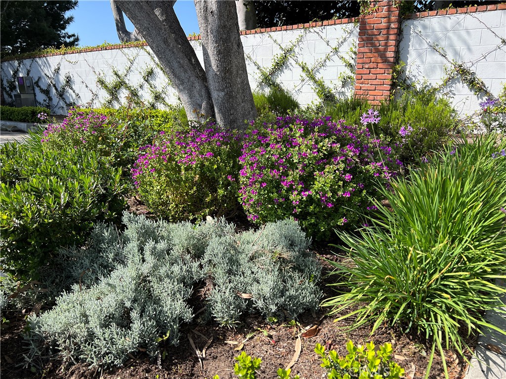 33908 Cape Cove Dana Point, CA 92629 - Photo 58 of 71 a view of a flower in a garden