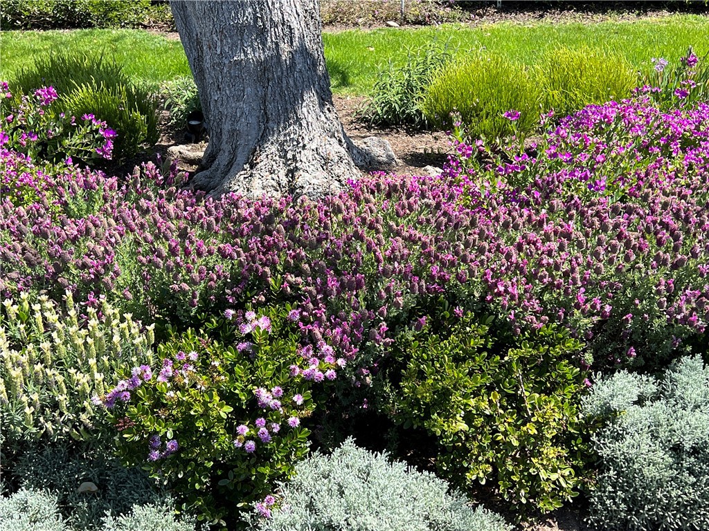 33908 Cape Cove Dana Point, CA 92629 - Photo 59 of 71 a view of a garden with a flower garden