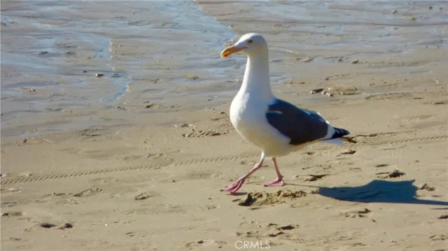 $8,500 | 33908 Cape Cove, Dana Point, CA 92629