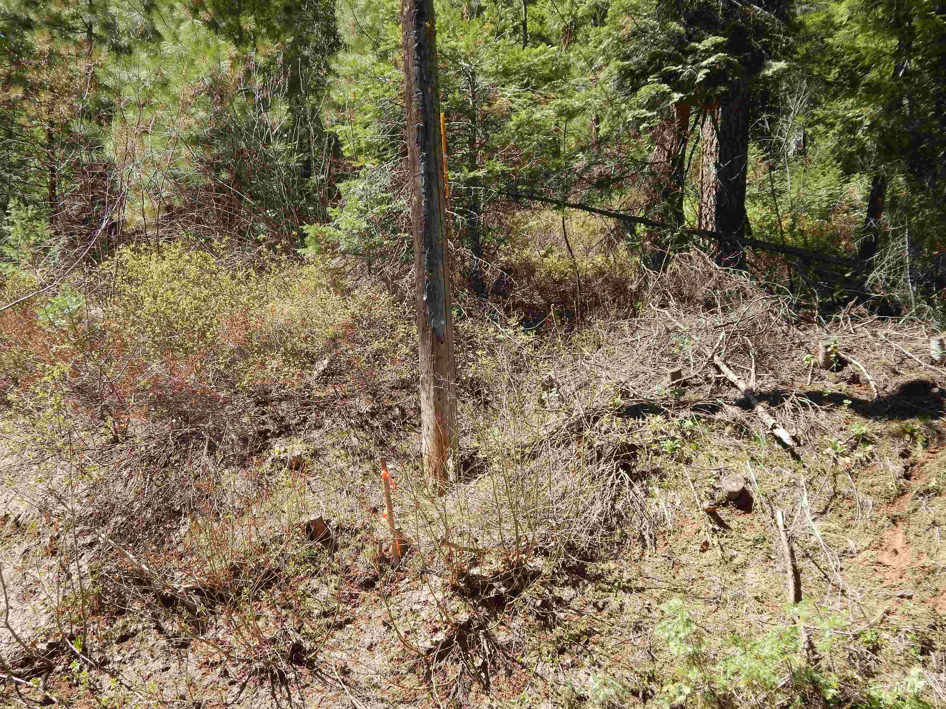 1601 Bear Trail Loop Cascade, ID 83611 - Photo 5 of 26