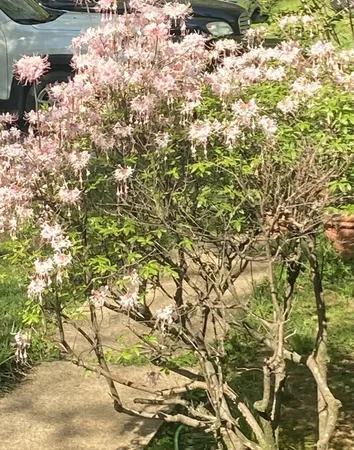 a view of a yard with a tree